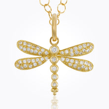P31835-PAVEDFLY